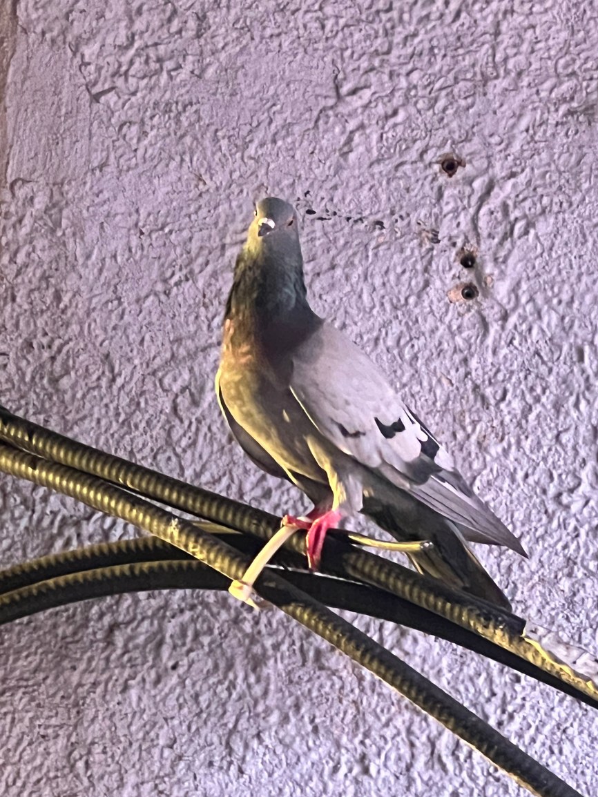 IMG_5771.jpeg