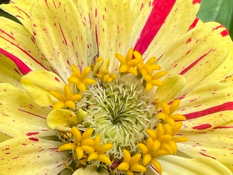 Kew Gardens